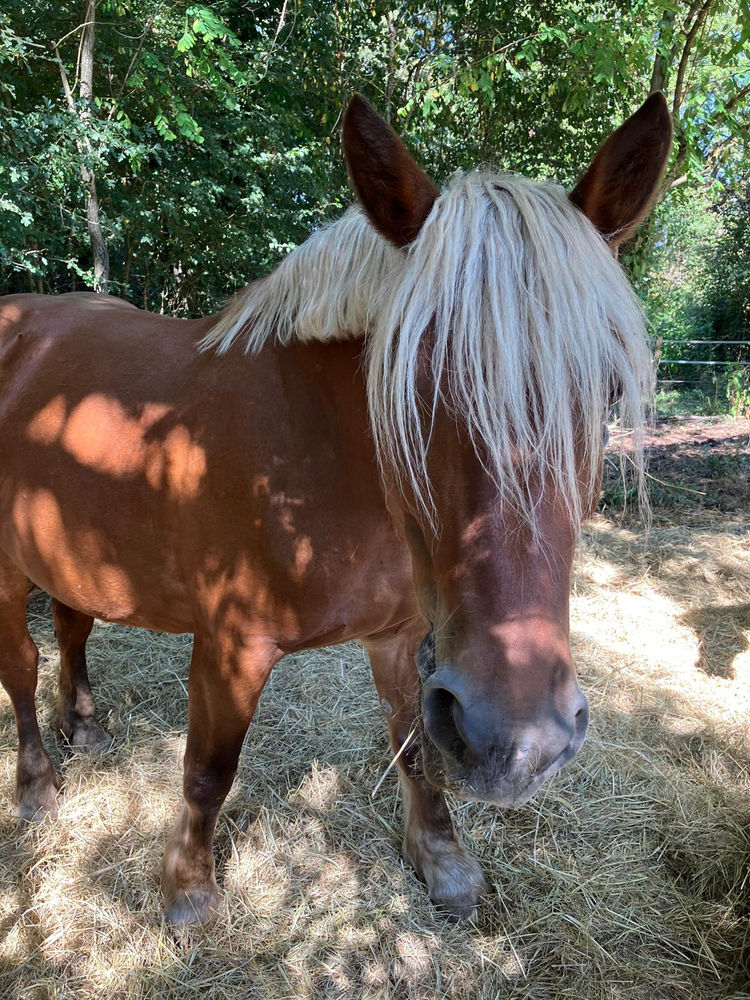 Brigitte, cheval du Clos du Chevalier