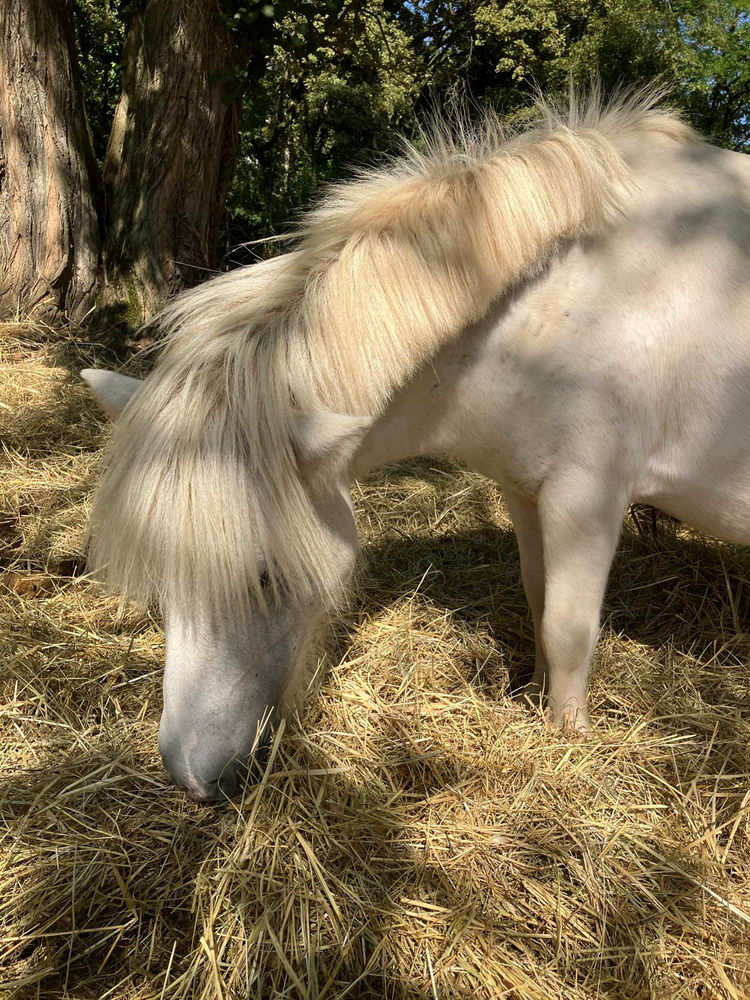 Carotte, cheval du Clos du Chevalier