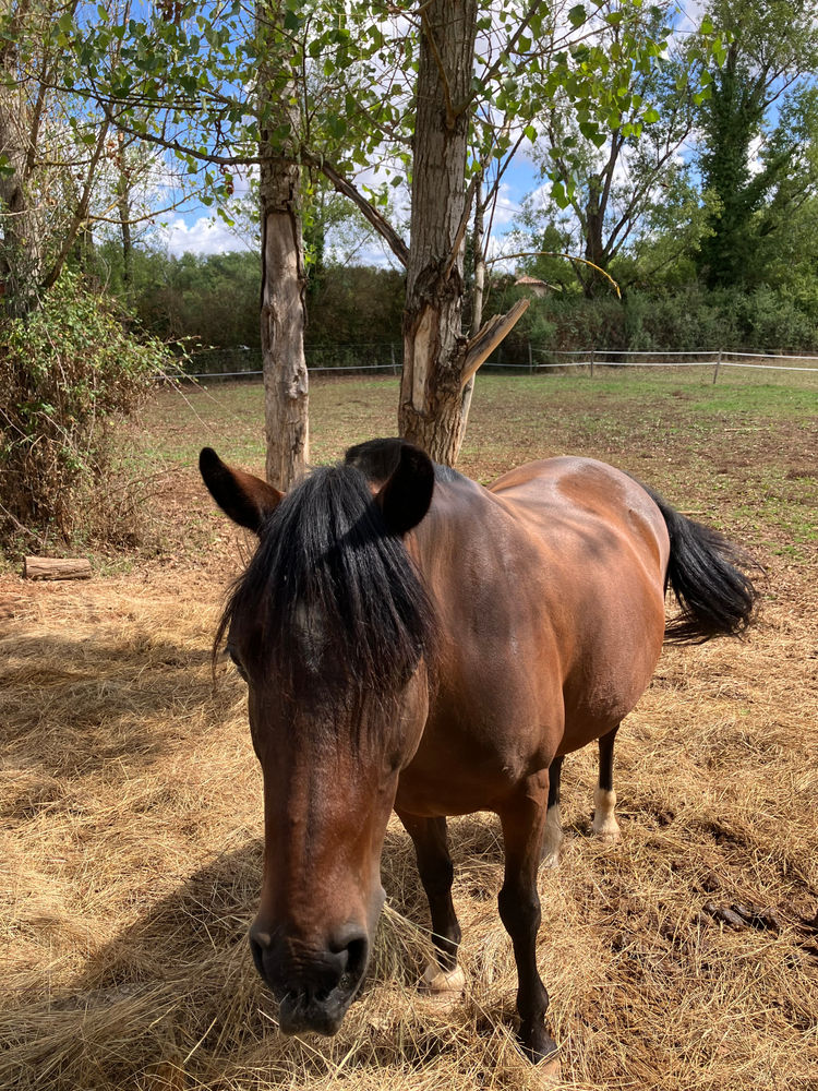 Chilie, cheval du Clos du Chevalier