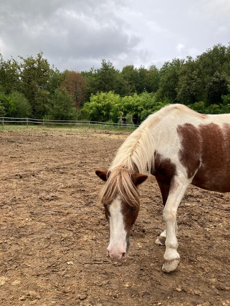 Kiki, cheval du Clos du Chevalier