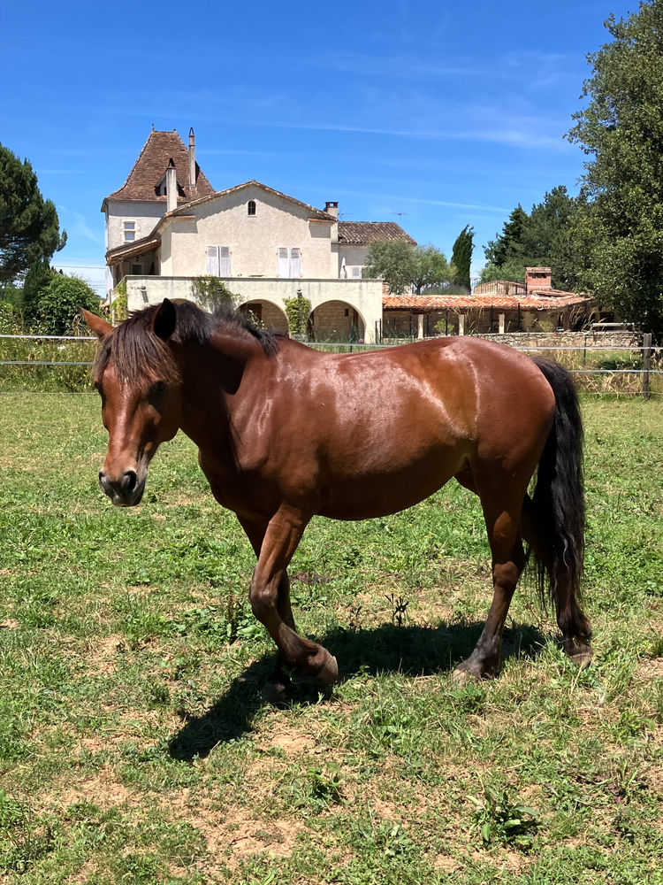 Just, cheval du Clos du Chevalier
