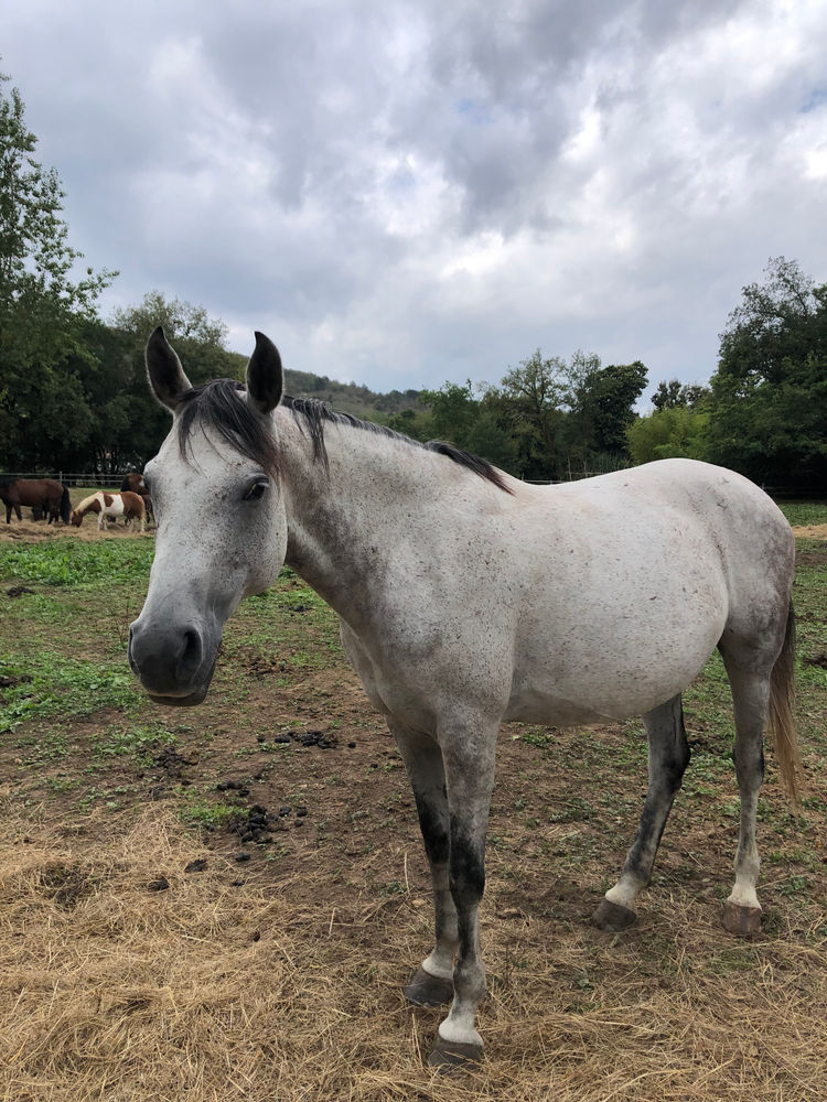 Belona, cheval du Clos du Chevalier