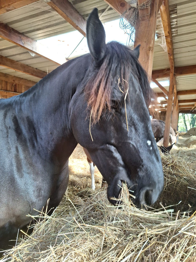 Iris, cheval du Clos du Chevalier