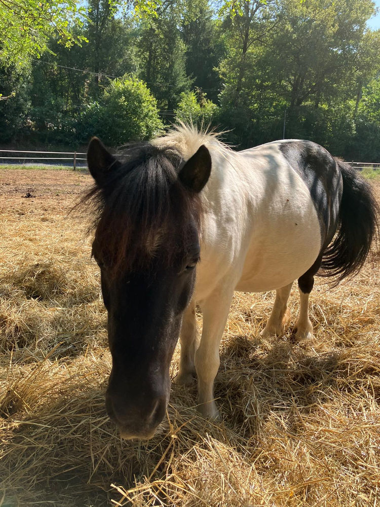 Velours, cheval du Clos du Chevalier