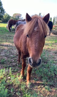 Luidji, cheval du Clos du Chevalier