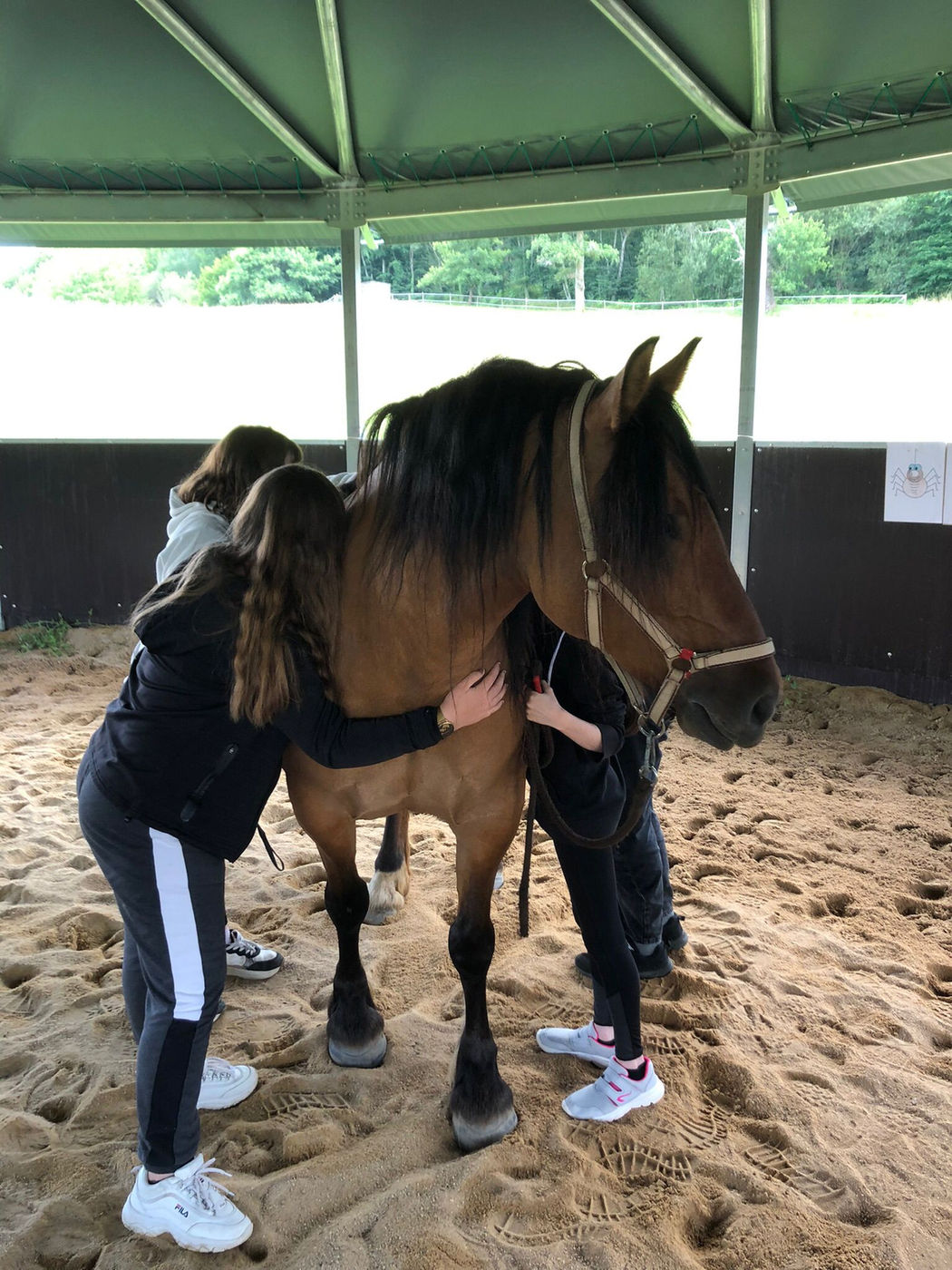 Le cheval, médiateur du soin