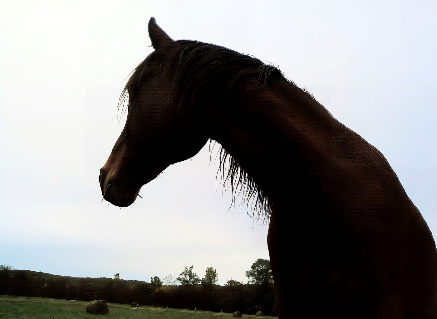 Cheval au pré