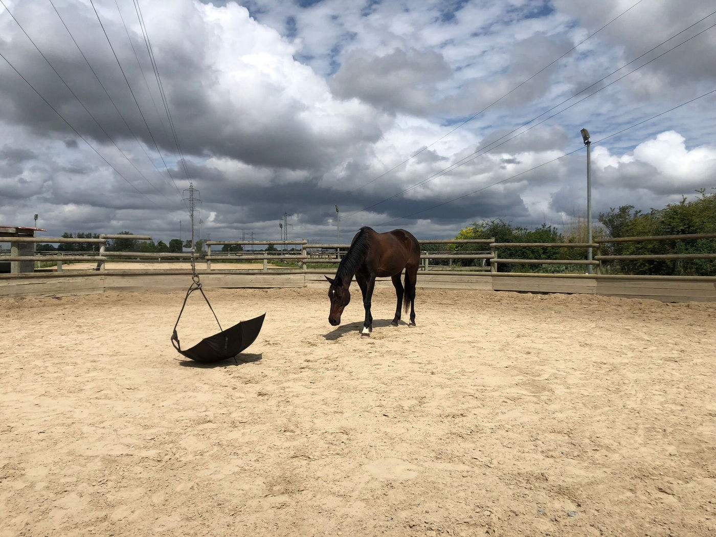 Cheval au pré